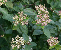 Viburnum tinus Mioulane NewsJardinTV NPM 84815004