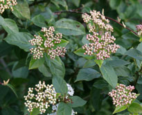 Viburnum tinus Mioulane NewsJardinTV NPM 84815004