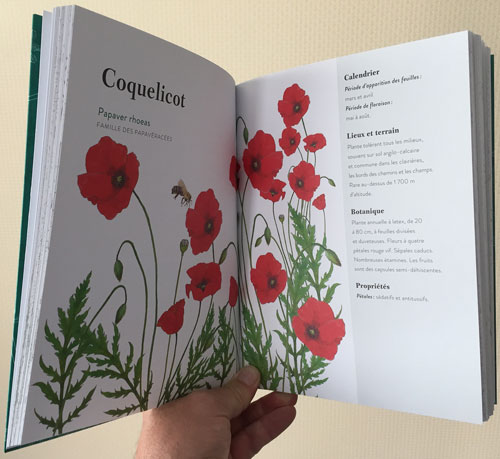 Coquelicot IMG 3221