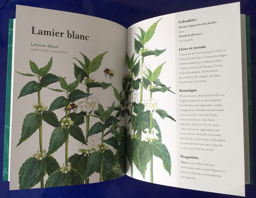 Lamier blanc IMG 3220