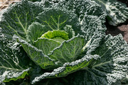 Chou Milan Savoy Serpentine Mioulane NewsJardinTV NPM 850407535