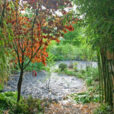 Jardin Bambou automne Mioulane NewsJardinTV NPM 84917022