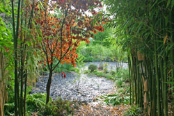 Jardin Bambou automne Mioulane NewsJardinTV NPM 84917022