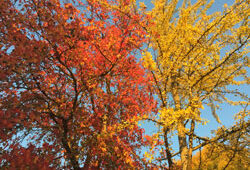 Liquidambar Ginkgo Mioulane NewsJardinTV IMG 3269