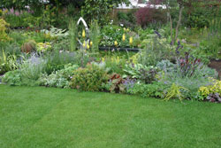 Pelouse Vivaces Bassin Mioulane NewsJardinTV 79461325