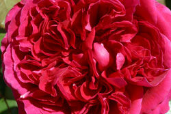 Rose Alain Souchon Mioulane NewsJardinTV 2005