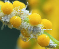 Cochenille farineuse NewsJardinTV GIP0078865