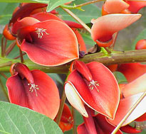 Erythrina crista galli