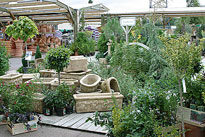 Jardinerie Conifere Poterie Mioulane NewsJardinTV 71649132