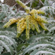 Mahonia Givre Hiver Mioulane NewsJardinTV P1120967