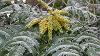 Mahonia Givre Hiver Mioulane NewsJardinTV P1120967