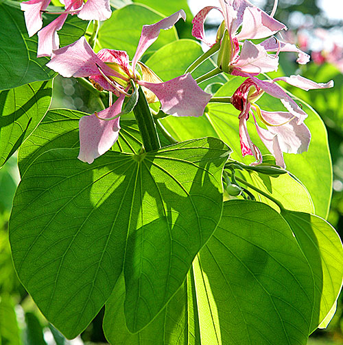 Bauhinia fasciation Mioulane NewsJardinTV NPM 850472003