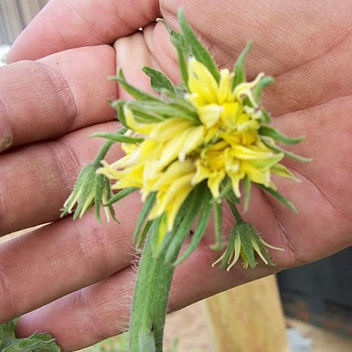 Fleur tomate Fasciation Flora