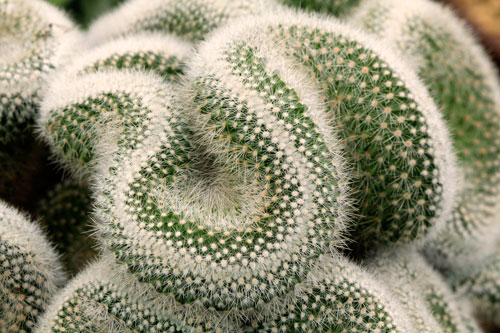 Mammilaria Cristation Mioulane NewsJardinTV NPM 719514705