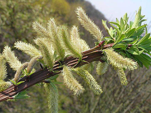 Salix udensis Sekka Flora