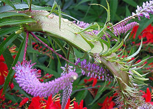 Veronicastrum Fascination Fasciation Flora