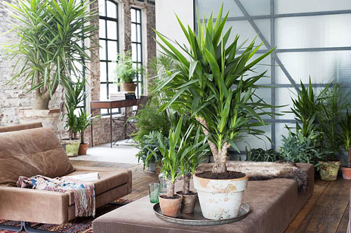 Yucca Interieur NewsJardinTV 