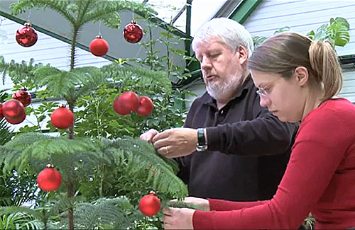 Araucaria Heterophylla deco Noel Mioulane NewsJardinTV 64978217