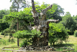 Chene Millenaire Hatfield House Angleterre Flora