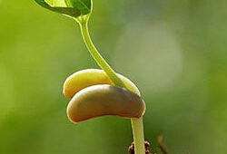 Graine Germination Flora