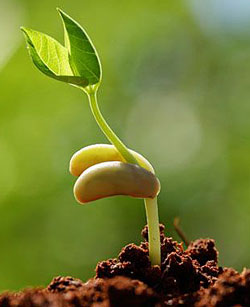 Graine Germination Flora