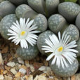 Lithops marmorata Plante Caillou Flora