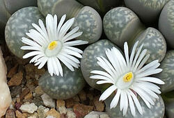 Lithops marmorata Plante Caillou Flora