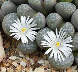Lithops marmorata Plante Caillou Flora