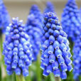 Muscari armeniacum Flora