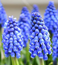 Muscari armeniacum Flora