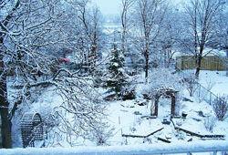 Neige Jardin Hiver Flora