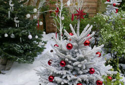 Noel Sapin Mioulane NewsJardinTV NPM 2507522640