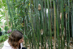 Taille Bambous Mioulane NewsJardinTV NPM 2507527780