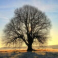 Arbre Hiver MT Photographien
