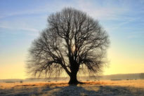 Arbre Hiver MT Photographien