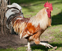 Coq. marche pas DrMarm