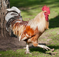 Coq. marche pas DrMarm