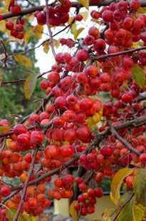 Malus Evereste Mioulane NewsJardinTV DSC2268