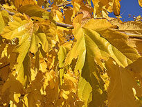 Morus Kagayamae automne Mioulane NewsJardinTV IMG 4047