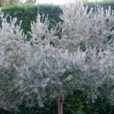 Olea europaea Olivier Mioulane NewsJardinTV DSC2324