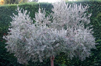 Olea europaea Olivier Mioulane NewsJardinTV DSC2324