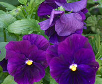 Pensees bleu fonce Mioulane NewsJardinTV 71346582