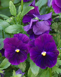 Pensees bleu fonce Mioulane NewsJardinTV 71346582