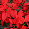 Poinsettia Mioulane NewsJardinTV NPM 2607522812
