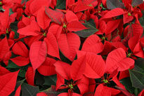Poinsettia Mioulane NewsJardinTV NPM 2607522812