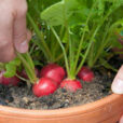 Radis Recolte Pot Flora