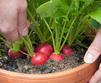 Radis Recolte Pot Flora