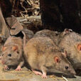 Rats Rongeurs Fauna