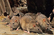 Rats Rongeurs Fauna