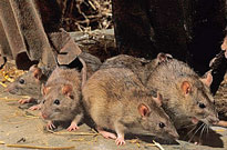 Rats Rongeurs Fauna